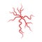 Red spider veins anatomy