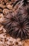 Red spike Agave on desert rock ground in botanical garden