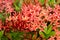 Red spike flower on green leaf.