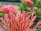 Red Spike Flower / Ixora flower - This photograph shows spike like structure which are in bud condition looking very beautiful.