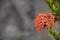 red spike flower. Ixora Rubiaceae stricta flora.