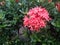 Red spike flower and raindrop fresh morning time