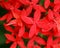 Red spike flowers or ixora