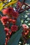 Red spiky flowers seed pods of Picinus Communis close up