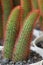 Red spiny pincushion cactus (mammillaria spinosissima var. rubrispina)