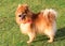 Red Spitz Pomeranian standing on the grass at the sunset