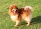 Red Spitz Pomeranian standing on the grass at the sunset