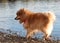 Red Spitz Pomeranian standing on the lake shore