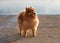 Red Spitz Pomeranian standing on the lake shore