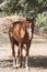 Red sport horse on freedom walking in trees shadows