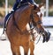 A red sports horse with a bridle and a rider jumping on a horse with his foot in a boot with a spur in a stirrup