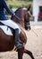 A red sports horse with a bridle and a rider riding with his foot in a boot with a spur in a stirrup