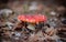 Red spotted amanita growing in wood