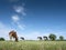 Red spotted cow with black ones and trees in the background grazes in green grassy meadow