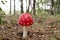 Red spotted fly agaric growing among pine needles under pine trees, in the background the forest