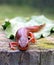 Red-Spotted Newt