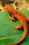 Red Spotted Newt Portrait