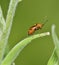 Red-spotted Plant Bug