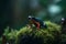 Red-spotted poison dart frog (Dendrobates tinctorius)