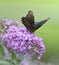 Red-Spotted Purple Admiral Butterfly