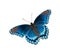 Red Spotted Purple Admiral butterfly, isolated