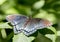 Red Spotted Purple Admiral Butterfly, Walton County Georgia, USA