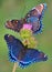 Red-spotted purple butterflies