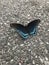 Red Spotted Purple Butterfly