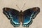 Red-spotted Purple Butterfly- Limenitis arthemis