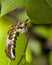 Red-Spotted Purple Caterpillar