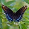 The Red-Spotted Purple  Limenitis arthemis astyanax  butterfly in Ontario, Canada close up showing beautiful colours perched on