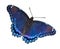 Red-spotted purple on white