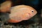 Red Spotted Severum (Cichlasoma severum) aquarium fish