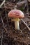 Red spotted toadstool