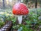 Red spotted toxic mushroom