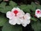 Red spotted white Chinese balsam or wheel balsam