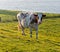 Red spotted white cow in a sunny meadow