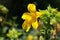 Red spotted yellow `Monkey` flower - Mimulus Luteus