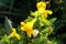 Red spotted yellow `Monkey` flower - Mimulus Luteus