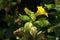 Red spotted yellow `Monkey` flower - Mimulus Luteus