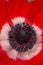 Red spring anemone, macro