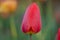 Red spring blooming tulip Barcelona field