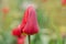 Red spring blooming tulip Barcelona field