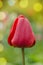 Red spring blooming tulip Barcelona field