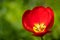 Red spring flower on meadow - single red flower with