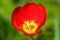 Red spring flower on meadow - single red tulip with m