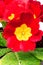 Red spring primroses flowers, primula polyanthus on white