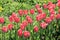Red spring tulips - beauty warriors in a single line