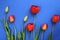 Red spring tulips on a blue background