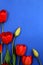 Red spring tulips on a blue background with place for text
